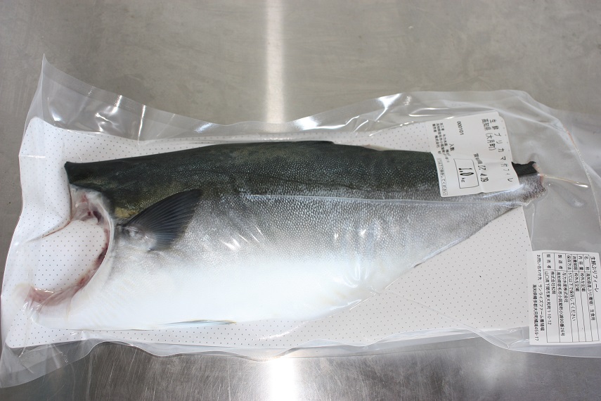 ブリ 養殖 高知