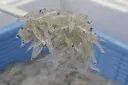 生しらす　