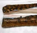 熟成　うつぼフィーレ骨無　生食用