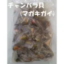 チャンバラ貝（マガキガイ）ボイル