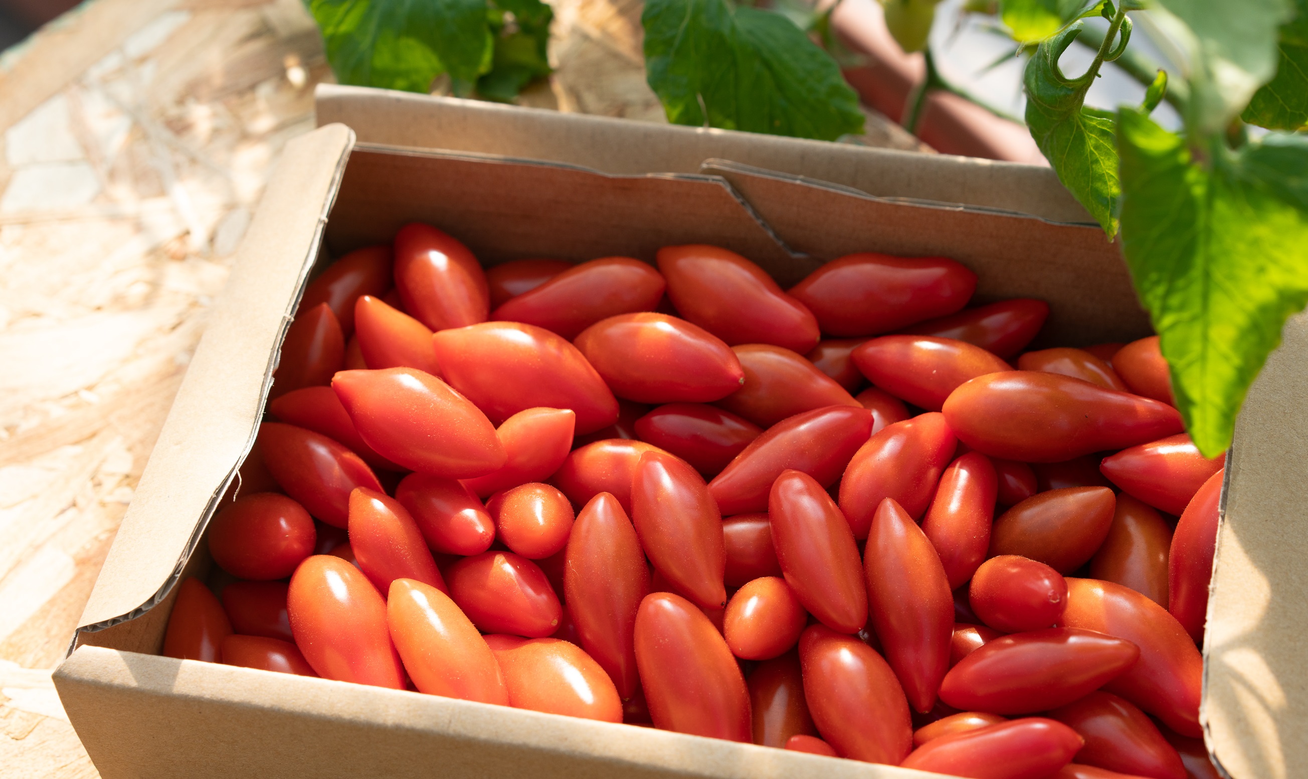 商品詳細 高知県産品データベース