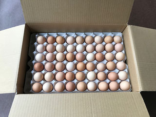 土佐ジローの卵（業務用216個入り）
