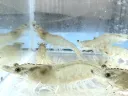 日本産まれ、シロアシエビ（活魚）