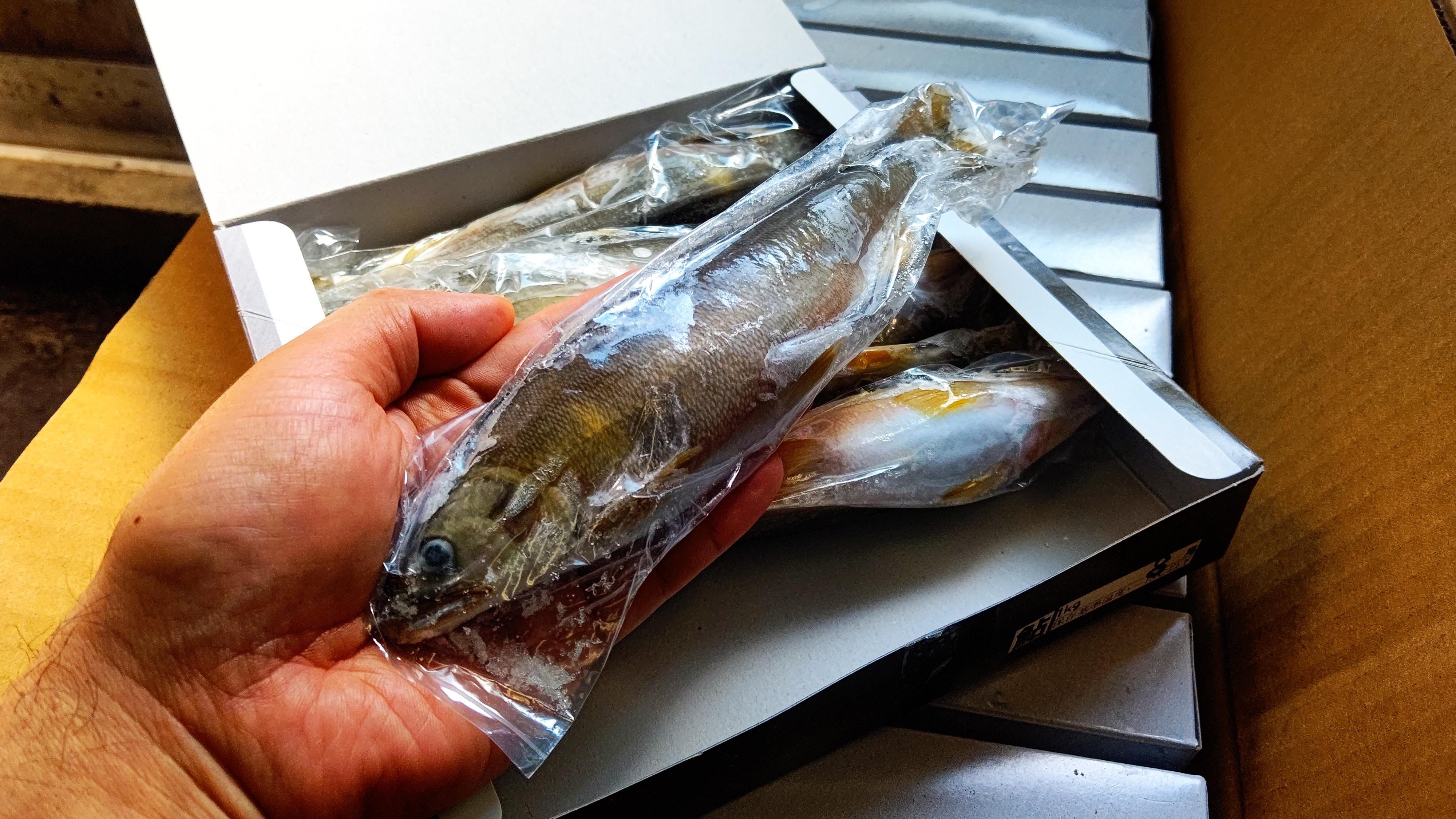 卸売り 加用物産 四万十川青さのり入りつまみのり18g Dprd Jatimprov Go Id