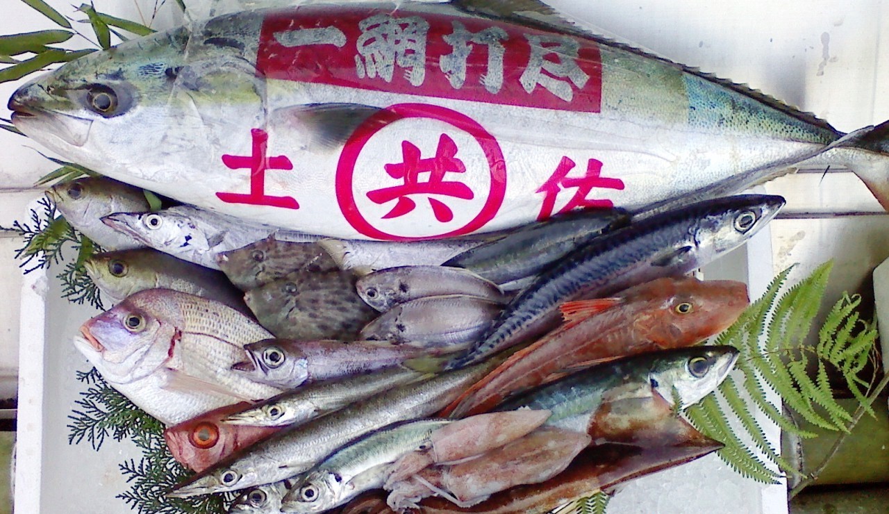 刺身用！高知の旬魚　宅急便（翌日着）業務用小ロット