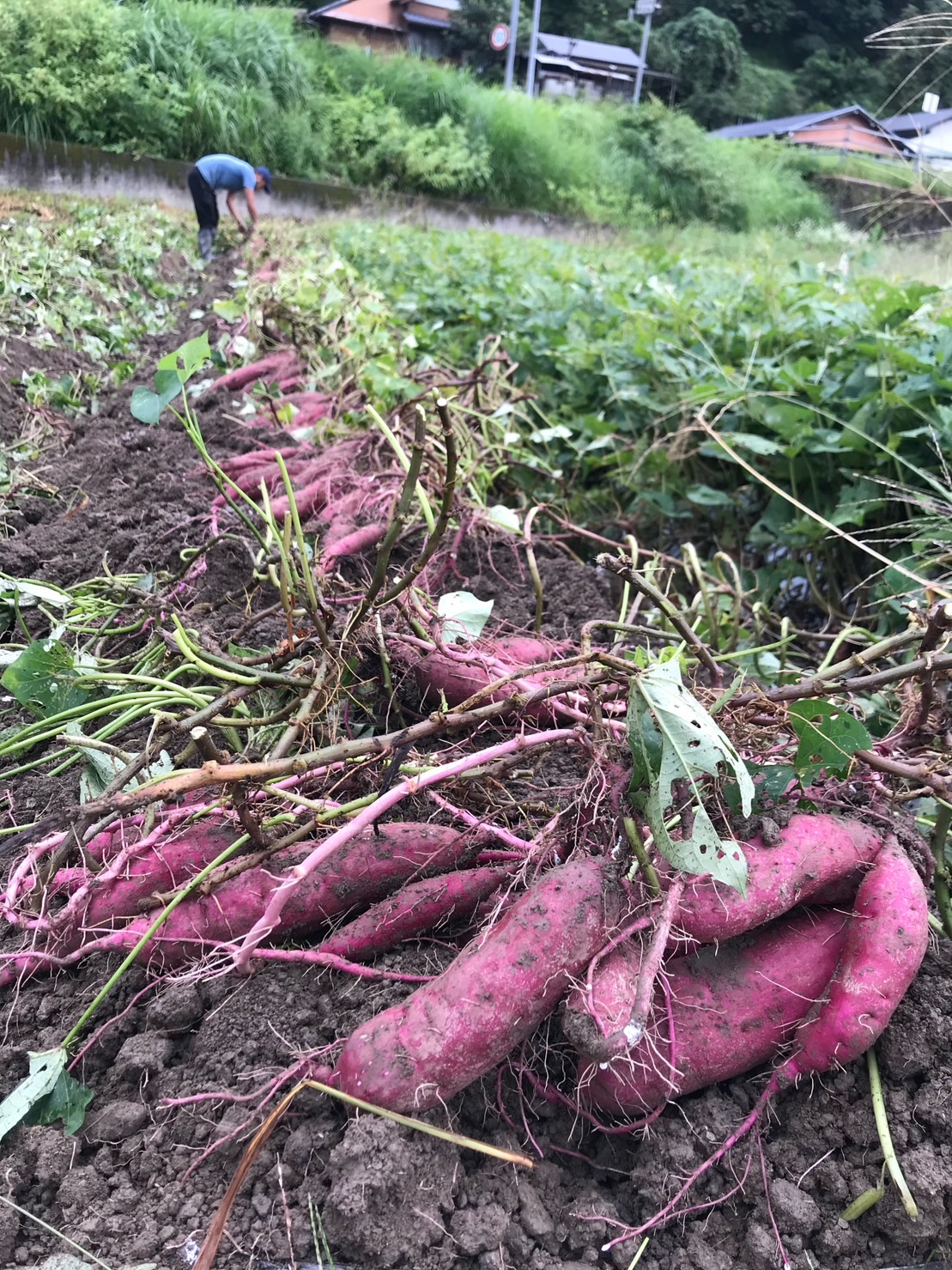 高知県産さつまいも（紅はるか）