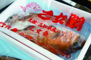 乙女タイ　鮮魚