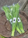 乳酸菌エキス栽培野菜　ニラ